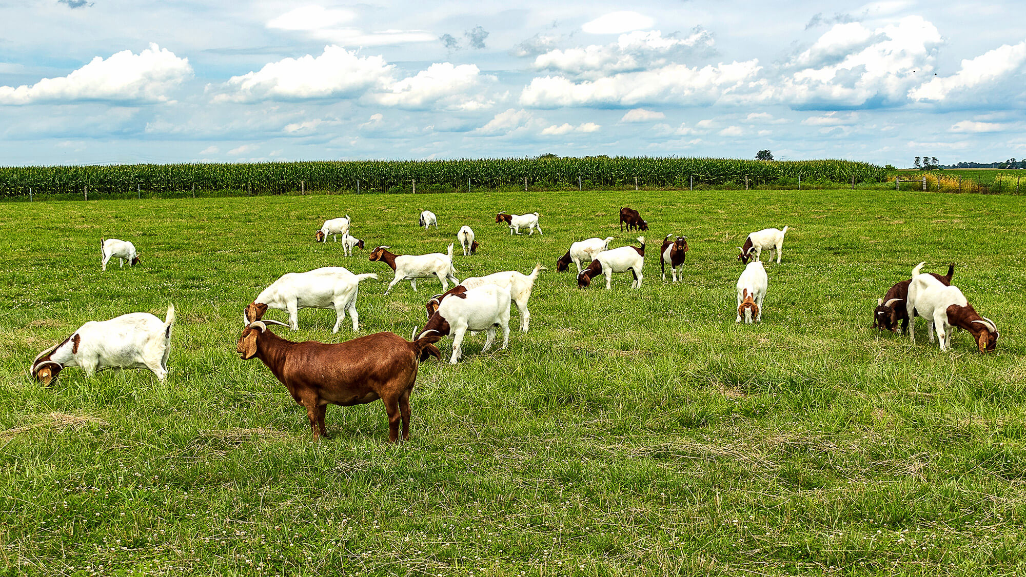 The Health Benefits of Lamb and Goat Meat