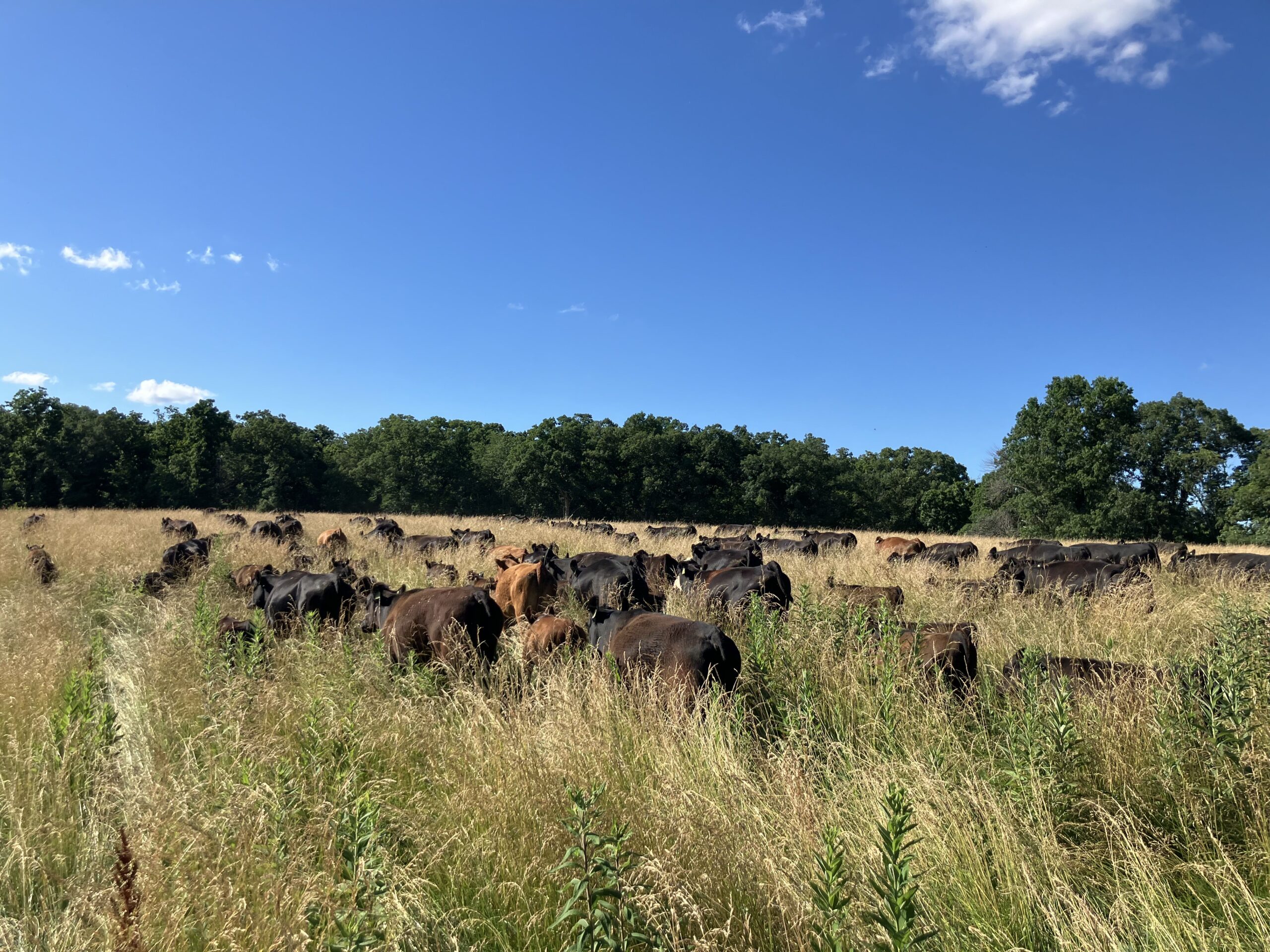 Where’s The Beef? Everywhere.