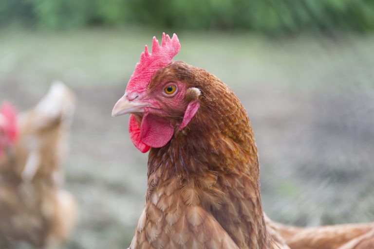 White Striping Affects 96 Percent of Factory Farmed Chicken